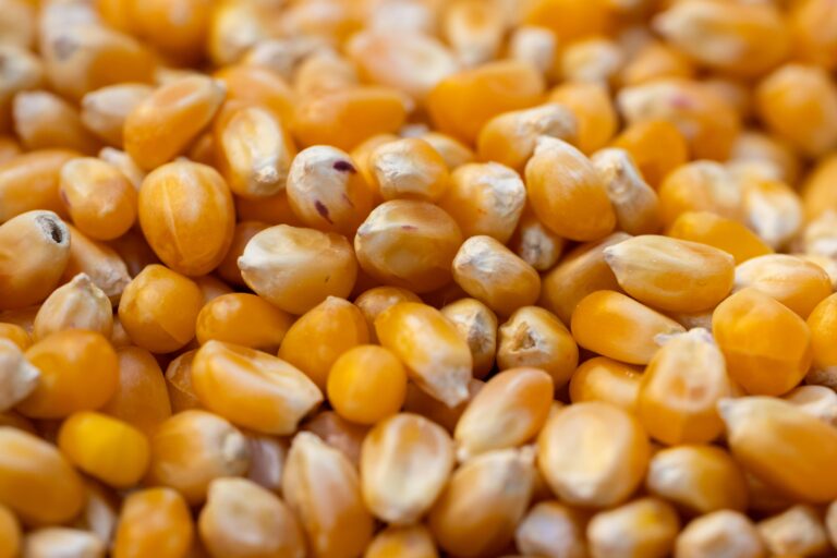 Fresh Corn: Natureās Golden Treasure š½āļø