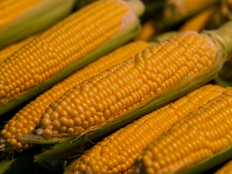 Sweet Corn: Golden Bites of Happiness