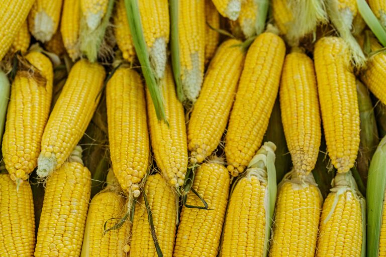 Corn: Natureās Golden Snack š½āØ