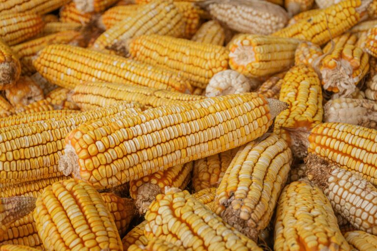 Corn: The Golden Grain That Connects Plates and People š½āØ